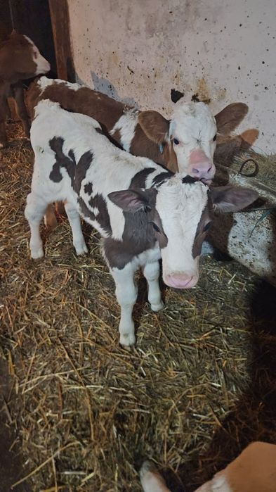 Vand viței de lapte