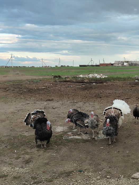 Продам Индюков молодых