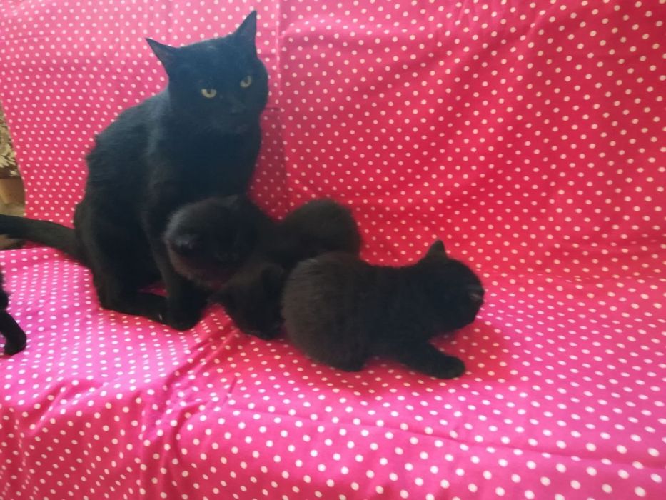 Котята ищут семьи!