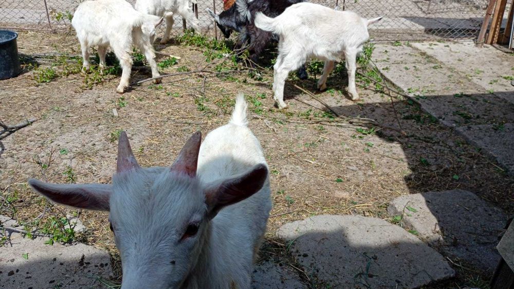 Iezi de vanzare ,4 bucati in Lugoj (2 masculi si 2 femele)