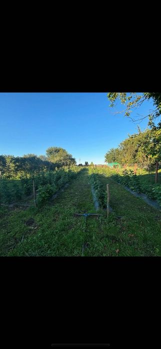 Dulceață de zmeură