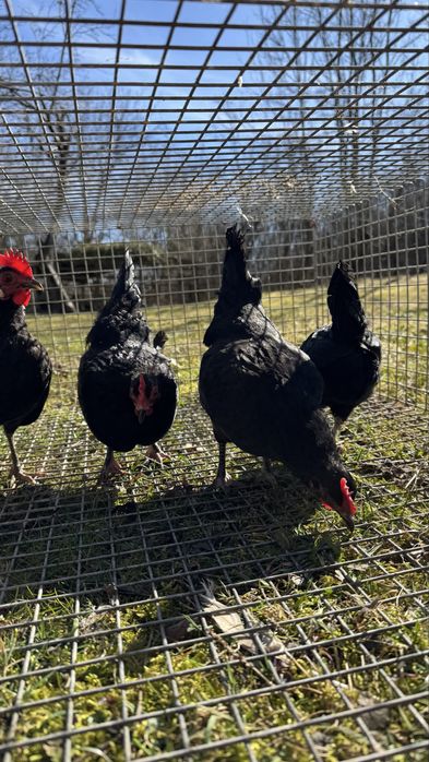 Oua de incubat Gaini pitice / liliput