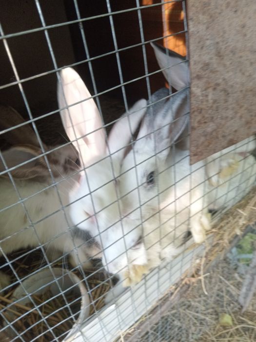 Продам кроликов разных возрастов