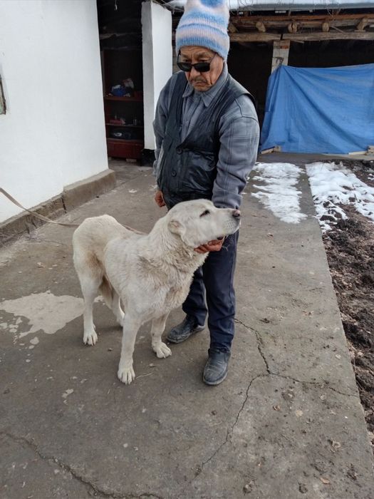 Ищем кобеля порода Волкодав