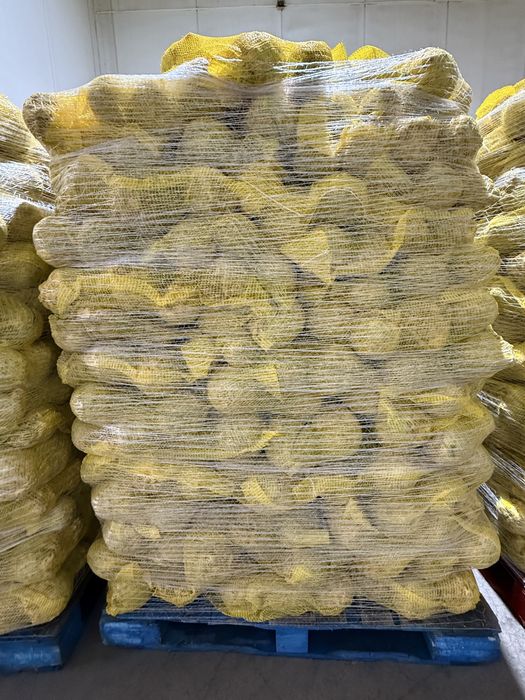 Țelină EN-GROS – Calibru 15+ și 10–15 | Palet / Cantități mari