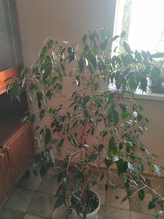 Продам комнатные цветы.