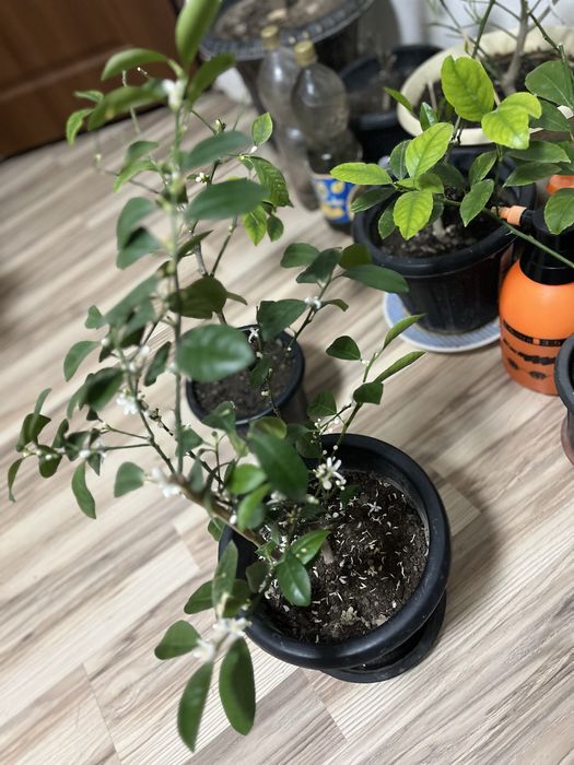 Продам мандарин каломандин