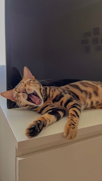 Продам бенгальских кошек