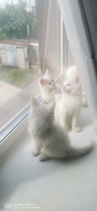 Мейн кун белые котята