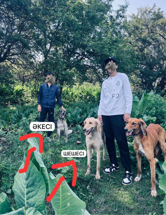 Тазы күшіктер сатылады