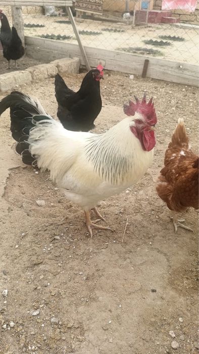 қораз(петух) сатамын