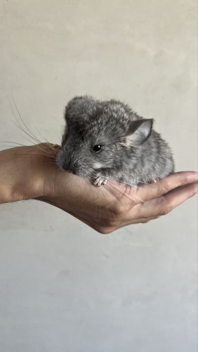 Маленькие шиншиллы