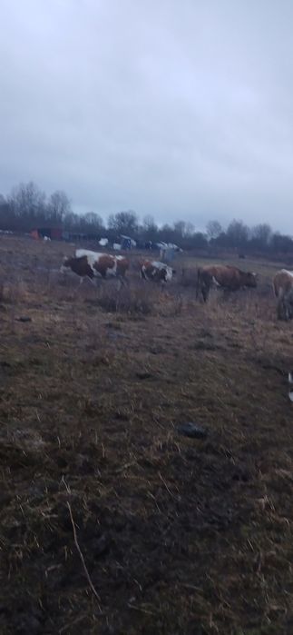 Vand vaci cu tot cu vitei