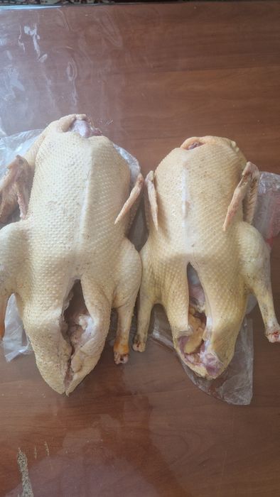 Продам уток и гусей на разведение  и на мясо.