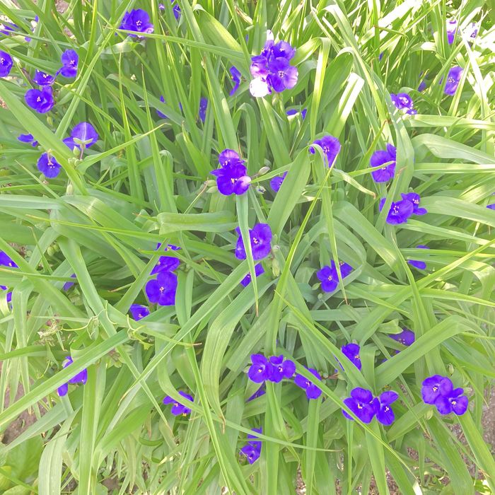 Продам рассаду цветов с сада