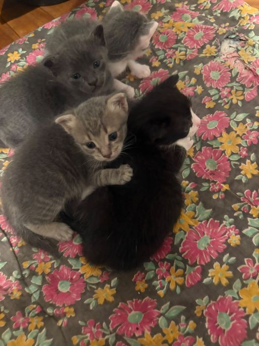 Бесплатно отдам котят