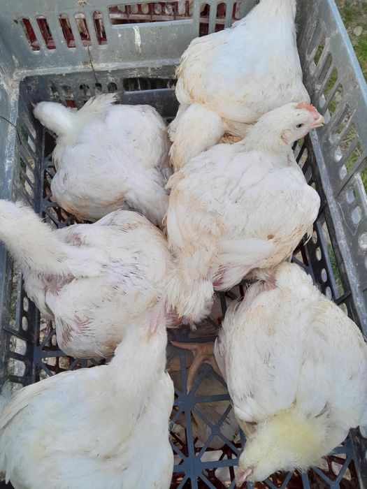 Rate pui alb si rasa mixta  cu livrare