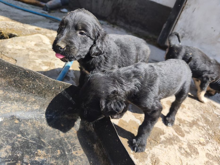 Продажа ШЕНЬКОВ Тайган