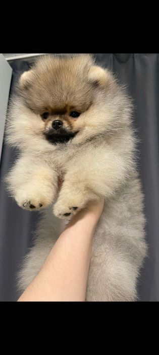 Померанский шпиц щенки