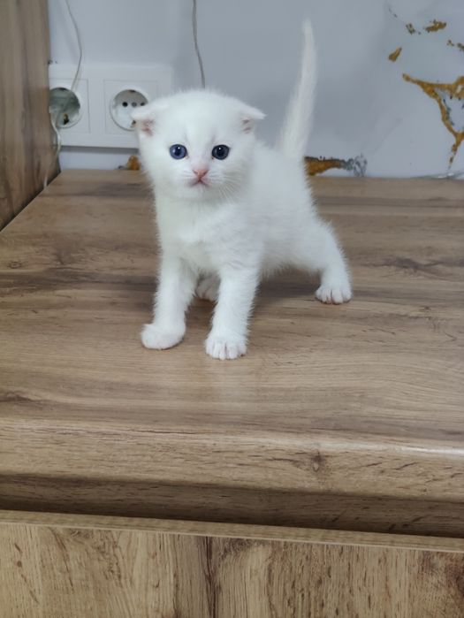Шотландские котята с разными глазами .