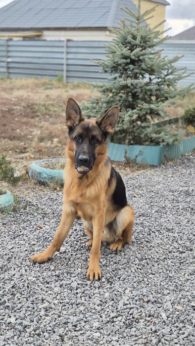 Немецкая овчарка в добрые руки!!!