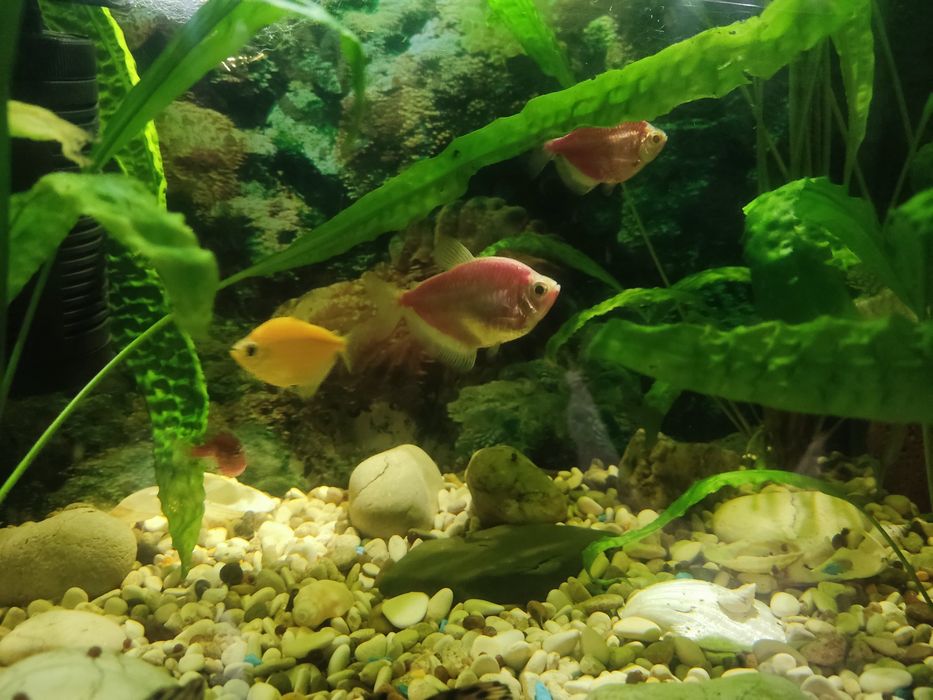 Аквариум 60 литров