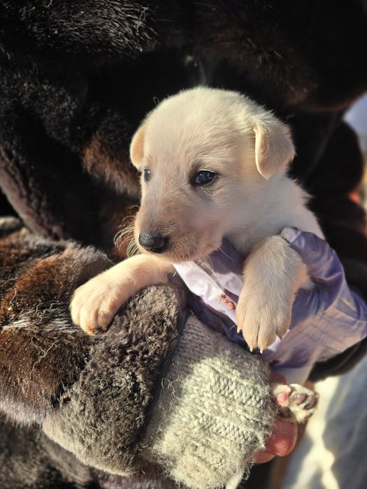 Ищут дом малыши, мальчики и девочки