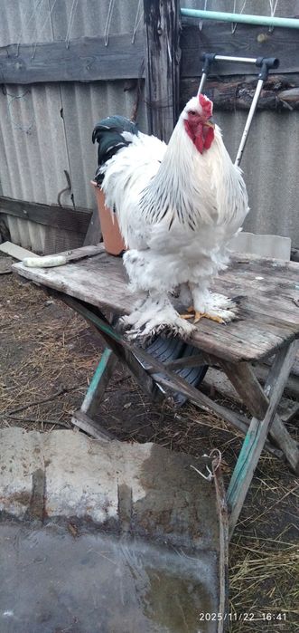 Продам петухов брама