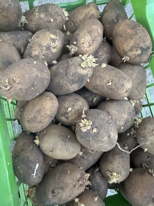 Семенной картофель