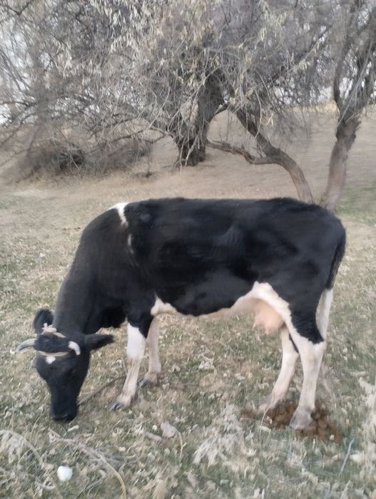 Сыйыр сатылады буаз