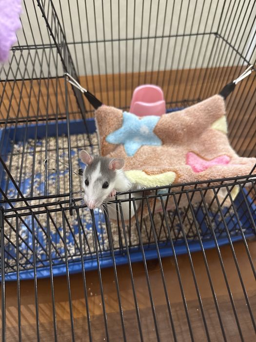 Крысы с клеткой и прибамбасами