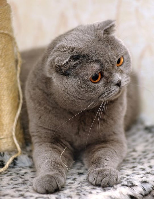 Британский Фолд, кошка самец