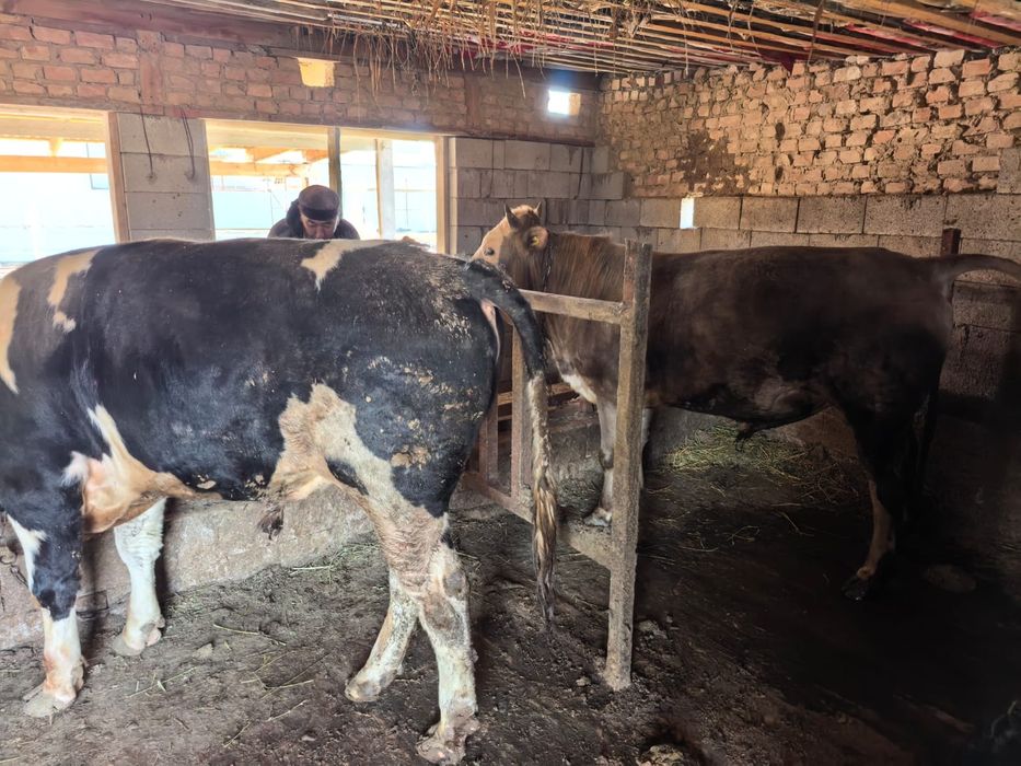 Продается бычок 2 годик