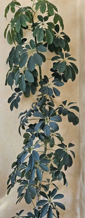 Комнатное растение Шеффлера  1,65 м