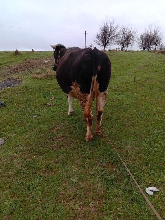 Корова голштейн  тумаган1 туу