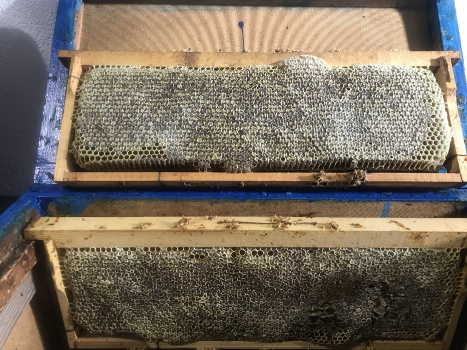 Сертифициран био манов мед