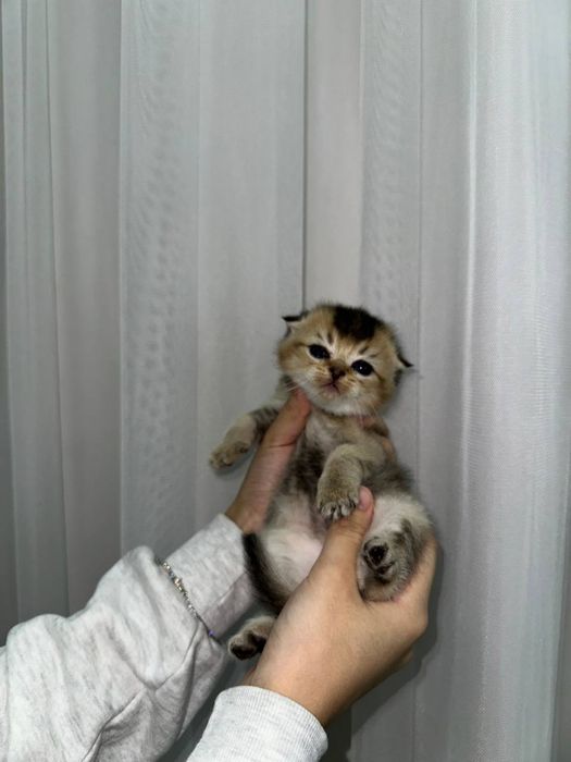 Мушукчалар