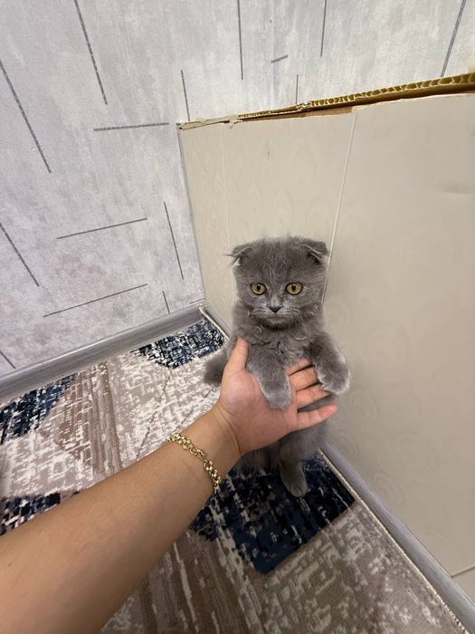 Belarus tilida jinsiy aloqa