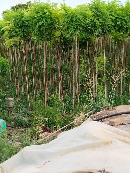 Кълбовидна акация.Robinia Pseudoacacia Umbraculifera