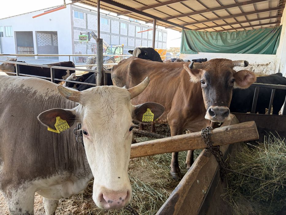 Vand  o vaca bruna si una baltata
