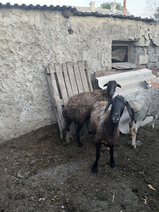 Кой сатам курбан айытка