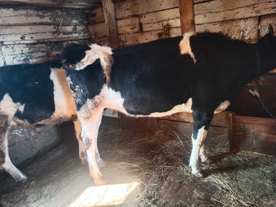 Бычки им по 2года