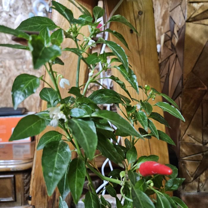 Базилик зеленый.