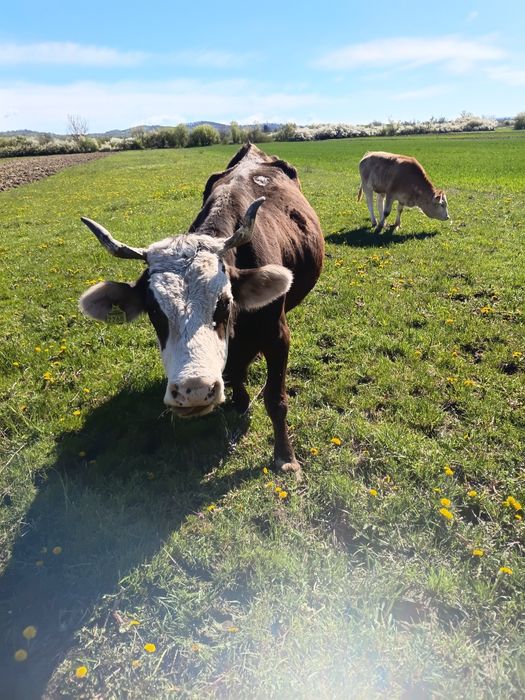 De vinzare mai multe detali la nr 0784989415