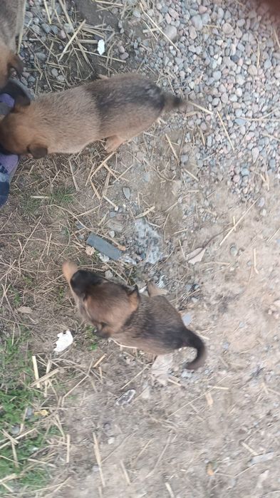 Продам щенят кушык бельгийском породы