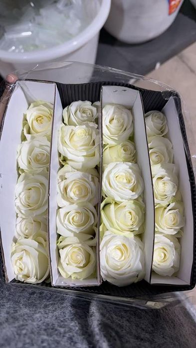 Розы оптом 450тг