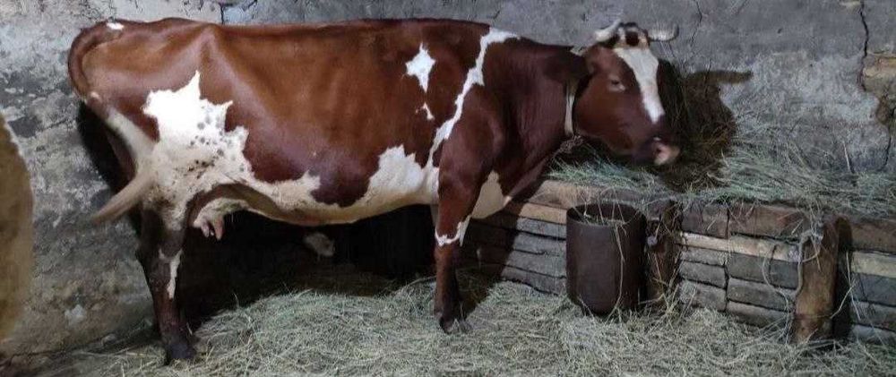 Молочные коровы есть,,,