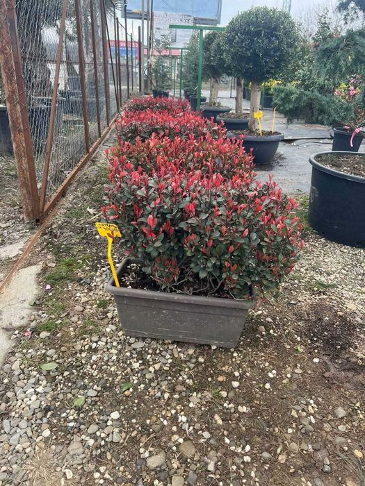 photinia red robin si plante de toamna