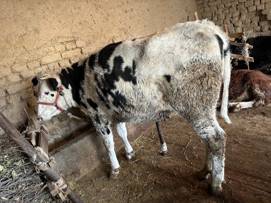 Продам продам срочно