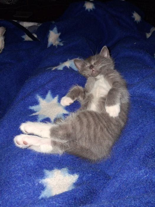 Котёнок Мальчик!